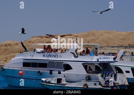 Hurghada / Ägypten - 21. Mai 2019: Boote, die Touristen zum Schnorcheln und Tauchen in der Nähe der Insel Giftun im Roten Meer, Hurghada, Ägypten Stockfoto