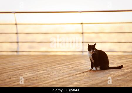 Lustige Katze am Pier Stockfoto