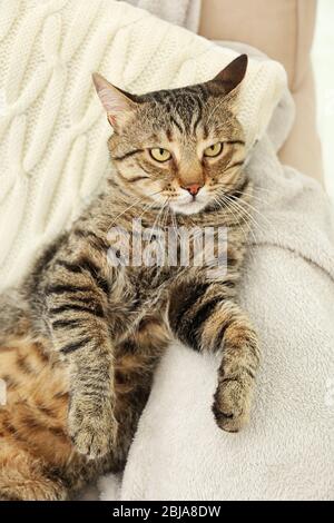 Graue Katze mit Tabby auf Karo liegend Stockfoto