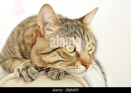 Portrait der grauen tabby Katze isoliert auf weiß Stockfoto