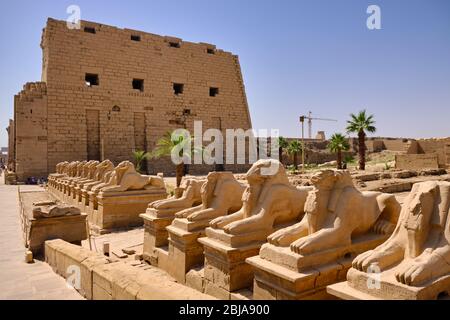 Granitstatuen von Amun in Form eines Widders in der Avenue of Sphinxes am Eingang des Karnak-Tempelkomplexes und des Karnak-Freilichtmuseums (gebaut an der Tür Stockfoto