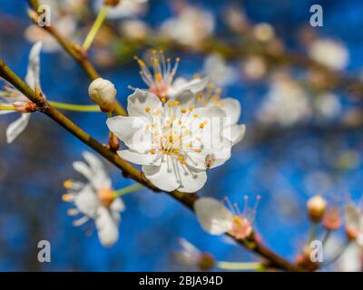 Nahaufnahme der Mirabelle Plum Blossom (Prunus domestics). Stockfoto