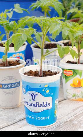 Solanum lycopersicum. Junge Tomatenpflanzen in Upcycling Kunststoff Joghurts Töpfe und Getränke-Container eingemacht. GROSSBRITANNIEN Stockfoto