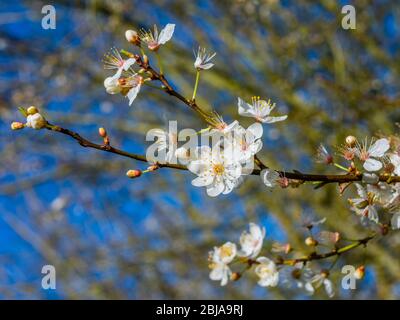 Nahaufnahme der Mirabelle Plum Blossom (Prunus domestics). Stockfoto