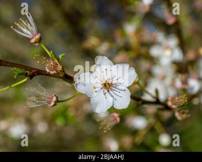 Nahaufnahme der Mirabelle Plum Blossom (Prunus domestics). Stockfoto