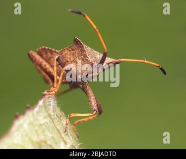 Dock Bug (Coreus marginatus) thront auf der Spitze der Pflanze Blatt. Tipperary, Irland Stockfoto