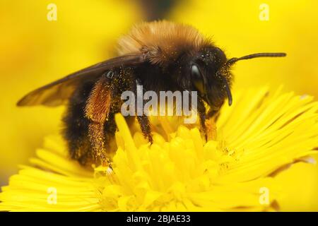 Weibliche Andrena clarkella Bergbau Biene auf Coltsfoot Blume. Tipperary, Irland Stockfoto
