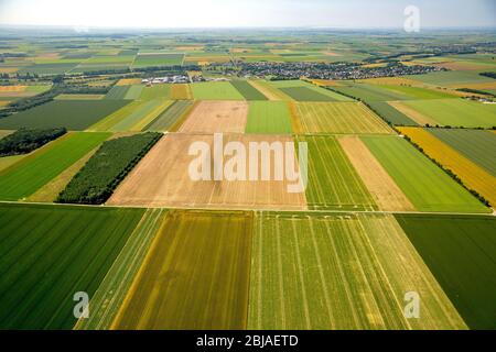 Feldlandschaft im Sommer 09.06.2016, Luftaufnahme, Deutschland, Nordrhein-Westfalen, Niederrhein, Zuelpich Stockfoto