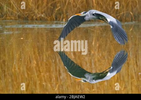 Graureiher (Ardea cinerea), fliegend über Wasser, Spiegelbild, Deutschland Stockfoto