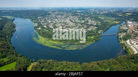 Nuttall-Wasserwespe, Westernwasserwespe (Elodea nuttallii), Halbinsel Heisingen am Baldeneysee mit dem Ruhrbogen, 19.07.2016, Luftaufnahme, Deutschland, Nordrhein-Westfalen, Ruhrgebiet, Essen Stockfoto