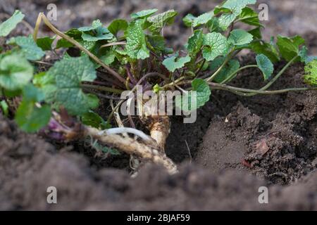 Knoblauchsenf, Heckenlibauch, Heckenlibelle, Bube-by-the-Hedge (Alliaria petiolata), junge Blätter, vor der Blüte gesammelt, Deutschland Stockfoto