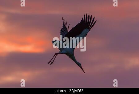 Weißstorch (Ciconia ciconia), fliegend vom Nest in der Dämmerung, seitlich, Schweiz, Sankt Gallen, Rheineck Stockfoto