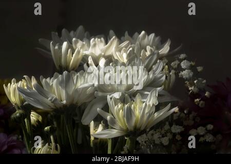 Bouquet von zarten weißen Blüten von Chrysantheme in Sonnenlicht auf schwarzem Hintergrund close-up Stockfoto