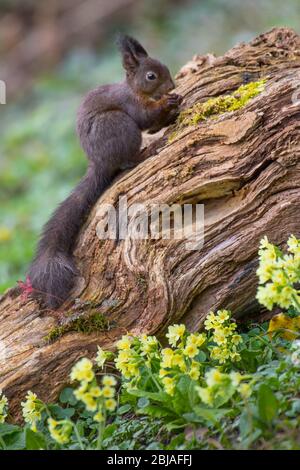 Europäisches Rothörnchen, Eurasisches Rothörnchen (Sciurus vulgaris), auf einer alten Wurzel sammeln, seitlich, Schweiz, Sankt Gallen Stockfoto