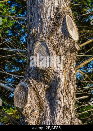 Alte verheilte Ast Sägeschnitte auf Leyland Zypresse (Cupressus) immergrünen Baumstamm. Stockfoto