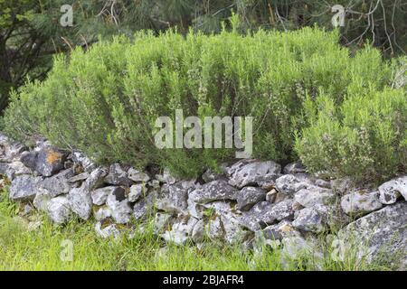Rosmarin (Rosmarinus officinalis), blühend auf einer Steinmauer, Deutschland Stockfoto