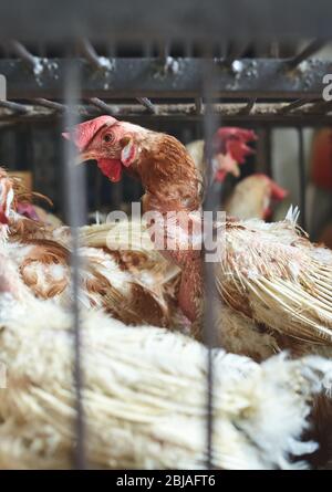 Verwundeten Hahn im Käfig auf lokalen Markt gehalten, selektive Fokus, China. Stockfoto