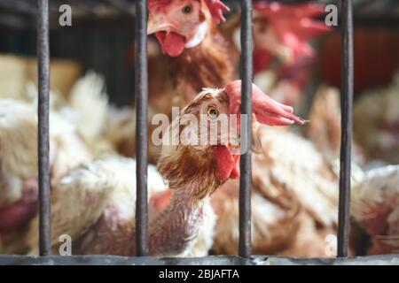 Verwundete Hähne im Käfig auf dem lokalen Markt gehalten, selektiver Fokus, China. Stockfoto