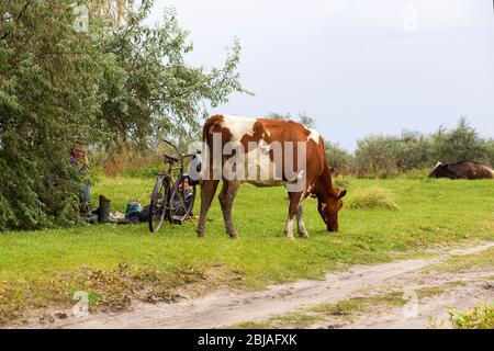 Eine Herde Kühe grast auf einer grünen Wiese in der Nähe einer Landstraße. In der Nähe ist ein Hirtenfahrrad. Ländliche Landschaft. Stockfoto