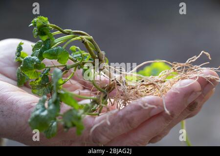 gill-over-the-ground, Ground Efeu (Glechoma hederacea), Roots, Deutschland Stockfoto