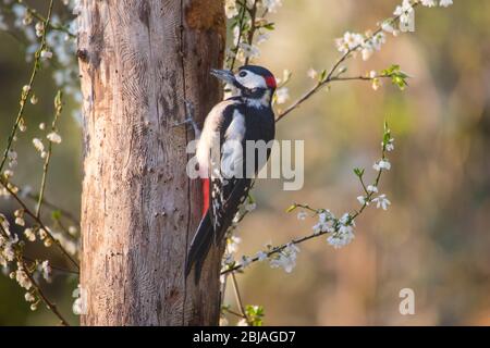 Buntspecht (Picoides major, Dendrocopos major), auf einem toten Baum auf Nahrungssuche, Schweiz, Sankt Gallen Stockfoto