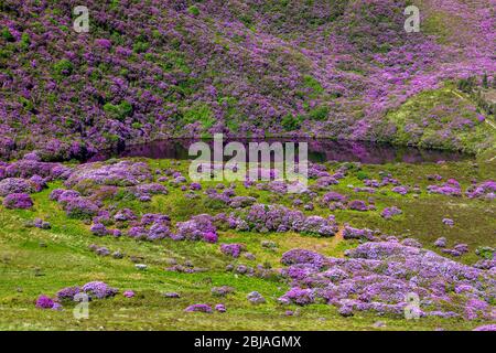 Schöne aussicht auf einen kleinen See umgeben von Berghang mit blühenden Rhododendren. Stockfoto