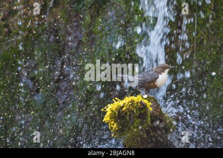 dipper (Cinclus cinclus), steht auf einem moosigen Ast vor einem Wasserfall, seitlich, Schweiz, Sankt Gallen Stockfoto