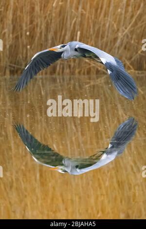 Graureiher (Ardea cinerea), fliegend über Wasser, Spiegelbild, Deutschland Stockfoto