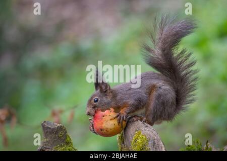 Europäisches Rothörnchen, Eurasisches Rothörnchen (Sciurus vulgaris), sitzt auf einer Wurzel, füttert an einem alten Apfel, seitlich, Schweiz, Sankt Gallen Stockfoto