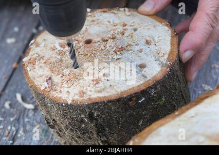 Nisthilfe für Wildbienen, Löcher in Holzscheibe bohren, Deutschland Stockfoto