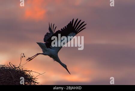 Weißstorch (Ciconia ciconia), fliegend vom Nest in der Dämmerung, seitlich, Schweiz, Sankt Gallen, Rheineck Stockfoto