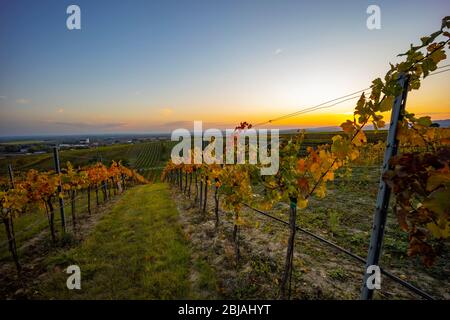 Weinberg bei Unterretzbach im Weinviertel, Oberösterreich Stockfoto