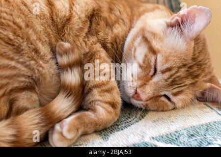 Rote Katze rollte sich auf einem Stuhl zusammen und schlief. Orange gestromte Katze schloss die Augen und ruht zu Hause. Verhalten von Haustieren und Tieren. Nahaufnahme. Stockfoto