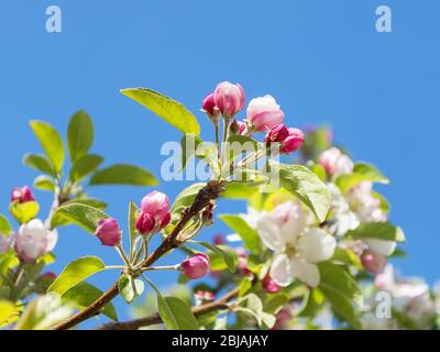 Quitte oder Cydonia oblonga Zweige mit Knospen und weißen Blüten zwischen jungen grünen Blättern gegen blauen Himmel an einem sonnigen Tag. Blühende Bäume in Gärten. Stockfoto