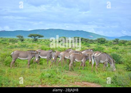 Herde gefährdeter Grevy's Zebra Entspannen Sie sich im halbwüsten Buffalo Springs Reserve in üppigem Grün nach schlimmsten Überschwemmungen seit 50 Jahren. Stockfoto