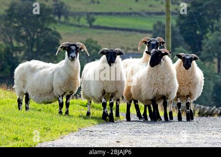 Blackface Schafe auf einer Scottish Borders Farm, Schottland, Großbritannien. Stockfoto