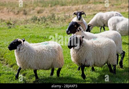 Blackface Schafe auf einer Scottish Borders Farm, Schottland, Großbritannien. Stockfoto