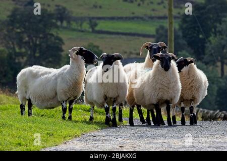 Blackface Schafe auf einer Scottish Borders Farm, Schottland, Großbritannien. Stockfoto