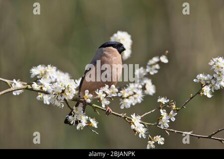 Eurasischer Hündfink (Pyrrhula pyrrhula), fotografiert im Frühjahr auf Schwarzdornblüte Stockfoto