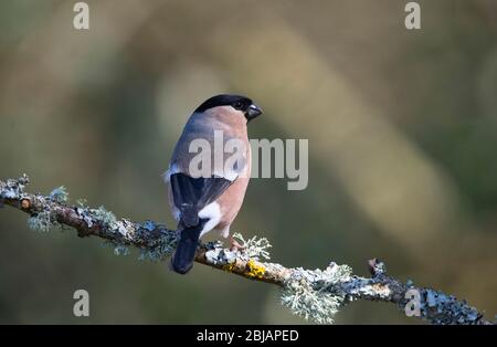 Weibliche eurasische Stierkampfarena (Pyrrhula pyrrhula) fotografiert im Frühjahr Stockfoto