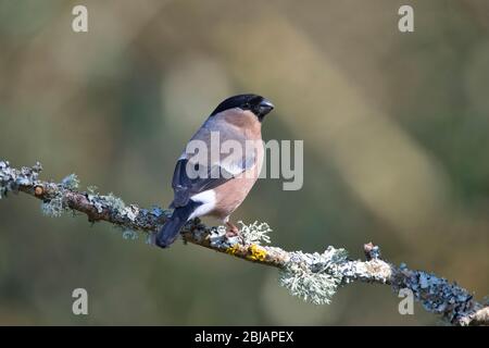 Weibliche eurasische Stierkampfarena (Pyrrhula pyrrhula) fotografiert im Frühjahr Stockfoto