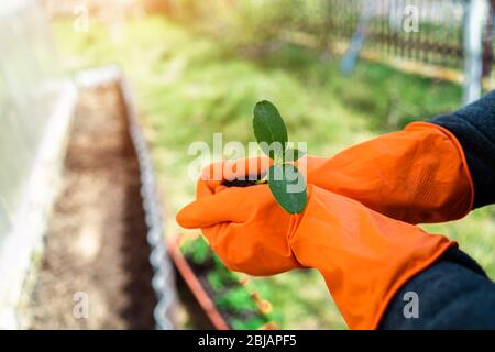 Junge Sämling der Gurke in den Händen in Handschuhen Stockfoto