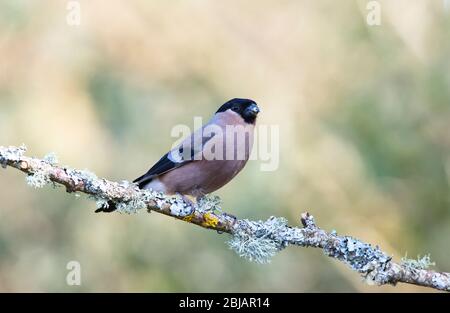 Weibliche eurasische Stierkampfarena (Pyrrhula pyrrhula) fotografiert im Frühjahr Stockfoto