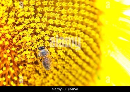 Honigbiene sammelt Pollen auf Sonnenblumen Stockfoto