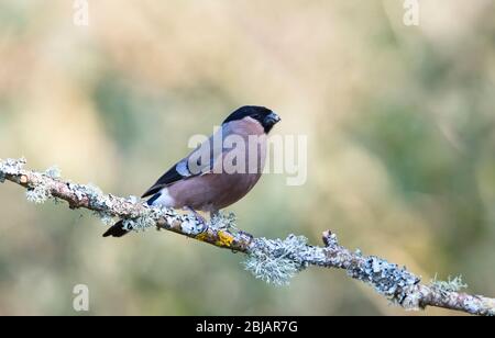 Weibliche eurasische Stierkampfarena (Pyrrhula pyrrhula) fotografiert im Frühjahr Stockfoto