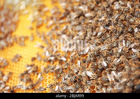 Bienen auf Honigwabe Stockfoto