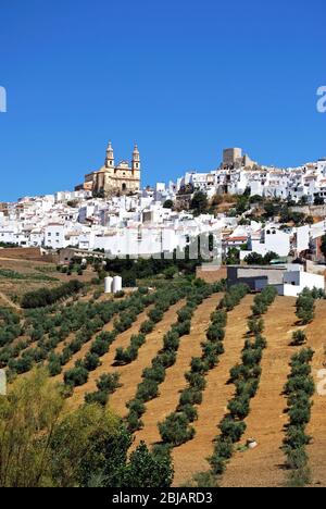 Blick auf weiße Stadt mit Ackerland im Vordergrund, Olvera, Provinz Cadiz, Andalusien, Spanien, Westeuropa. Stockfoto