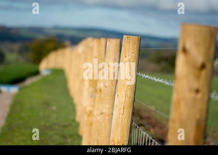 Eine Reihe von hölzernen Zaunpfählen, die eine Feldgrenze in Cumbria, England markieren. Stockfoto