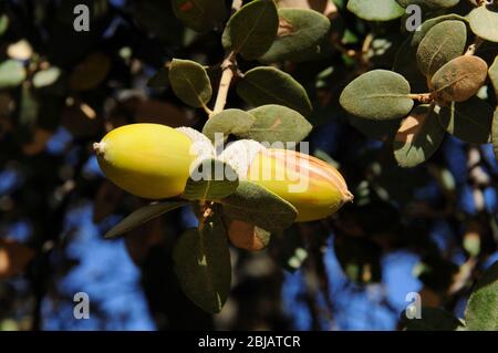 Reife Eicheln auf Baum, Igualeja, Serrania de Ronda, Provinz Malaga, Andalusien, Spanien. Stockfoto