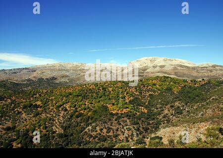 Kastanienwald, Igualeja, Serrania de Ronda, Provinz Malaga, Andalusien, Spanien, Westeuropa. Stockfoto